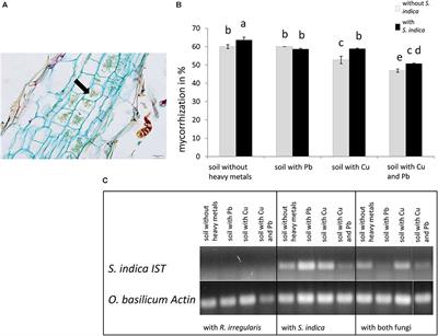 Beneficial Root Endophytic Fungi Increase Growth and Quality Parameters of Sweet Basil in Heavy Metal Contaminated Soil